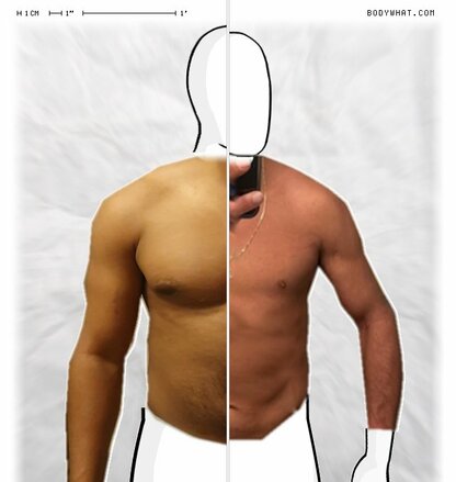 Torso Comparison