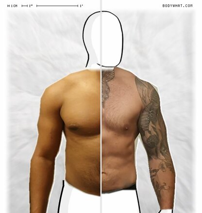 Torso Comparison