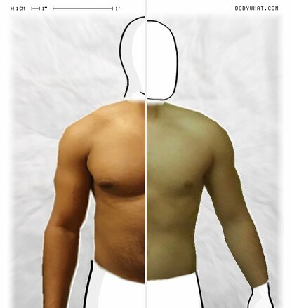 Torso Comparison