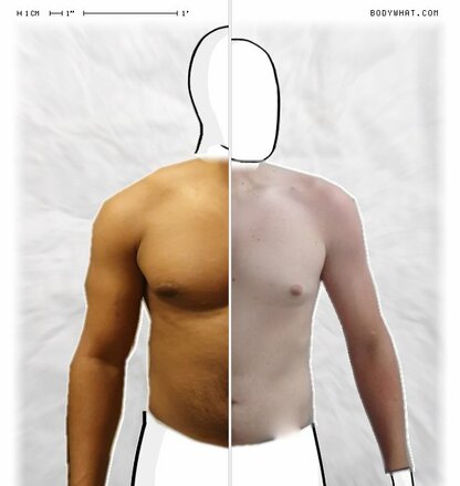 Torso Comparison