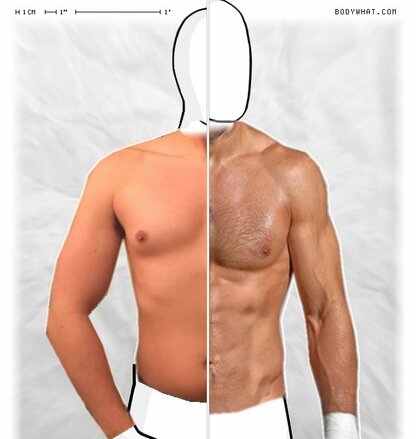 Torso Comparison