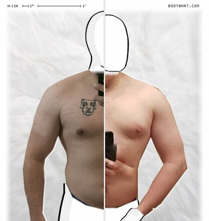 Torso Comparison