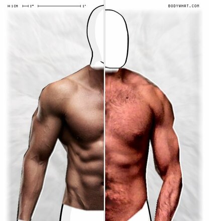 Torso Comparison