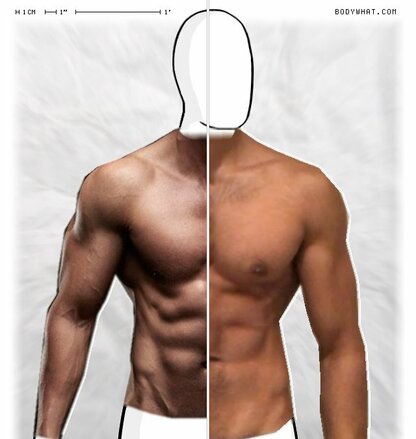 Torso Comparison