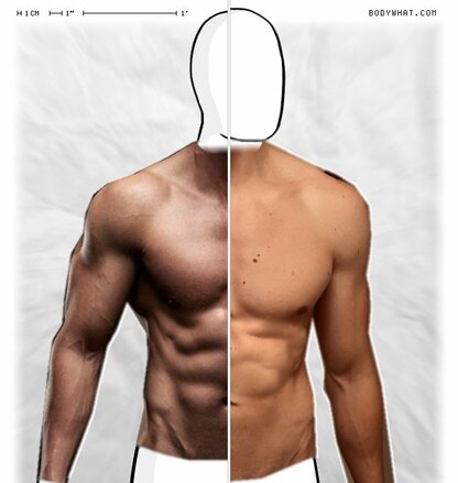 Torso Comparison