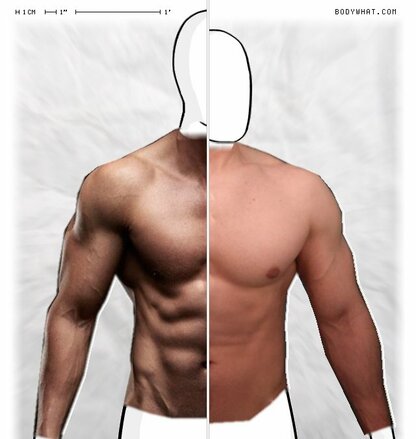 Torso Comparison