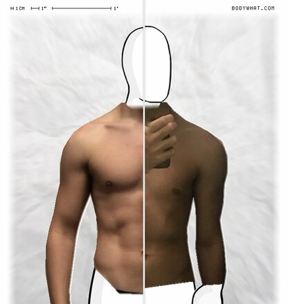 Torso Comparison