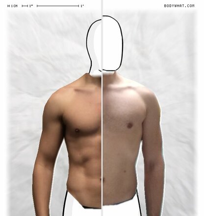 Torso Comparison