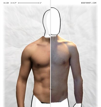 Torso Comparison