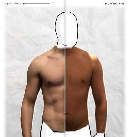 Torso Comparison