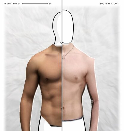 Torso Comparison