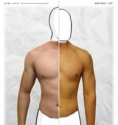 Torso Comparison