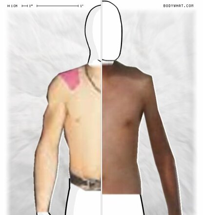 Torso Comparison