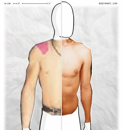 Torso Comparison