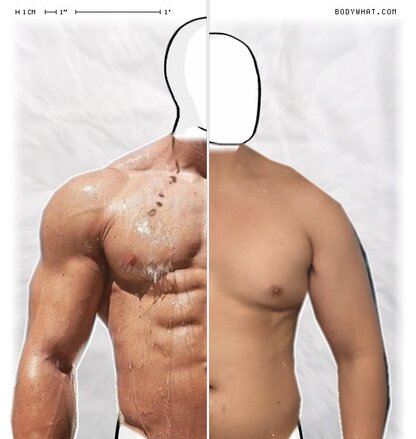 Torso Comparison