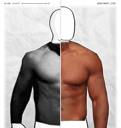 Torso Comparison