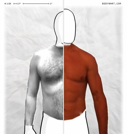 Torso Comparison