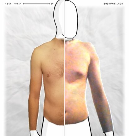 Torso Comparison