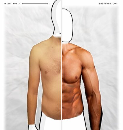 Torso Comparison