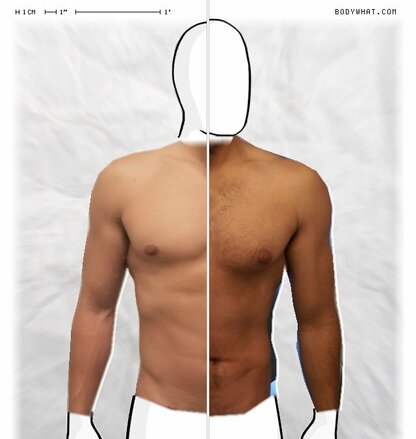 Torso Comparison