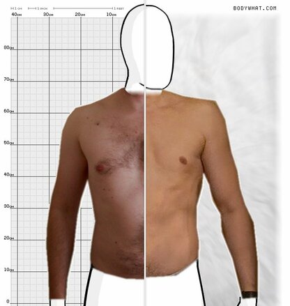 Torso Comparison