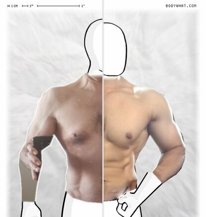 Torso Comparison