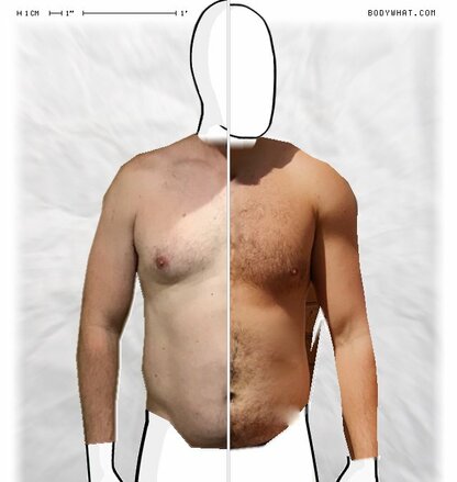 Torso Comparison
