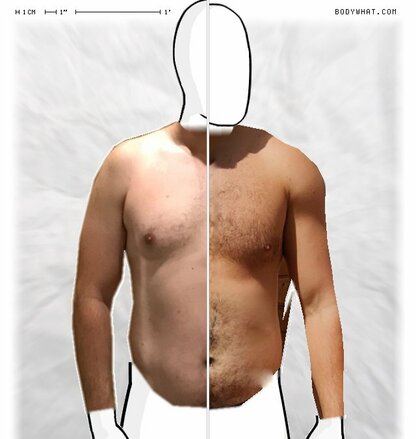 Torso Comparison
