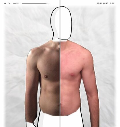 Torso Comparison