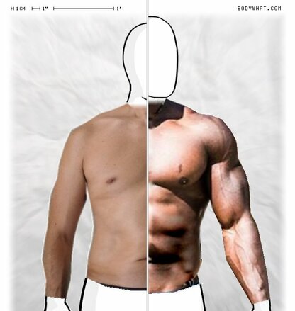 Torso Comparison