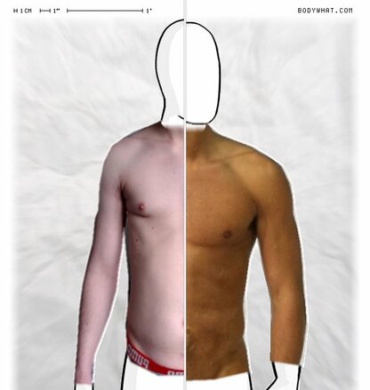 Torso Comparison