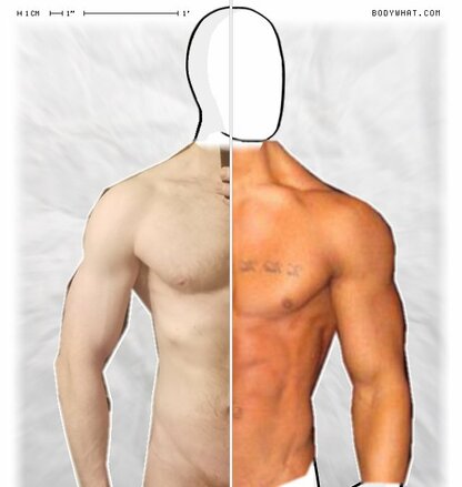 Torso Comparison