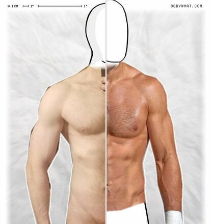 Torso Comparison