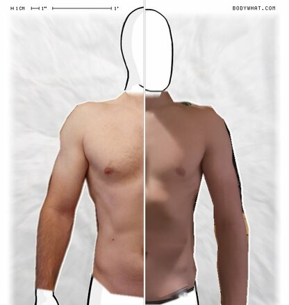 Torso Comparison