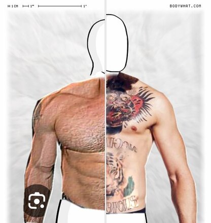 Torso Comparison
