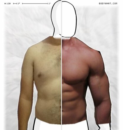 Torso Comparison