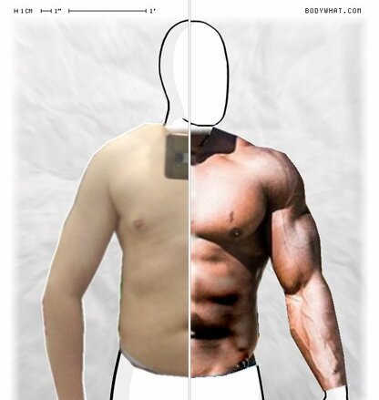 Torso Comparison