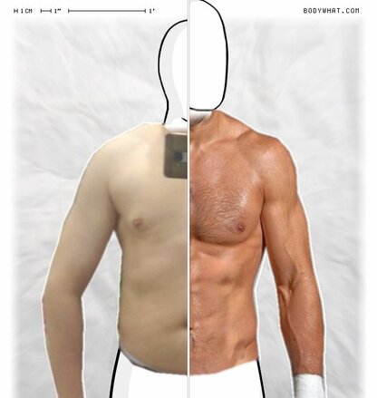 Torso Comparison