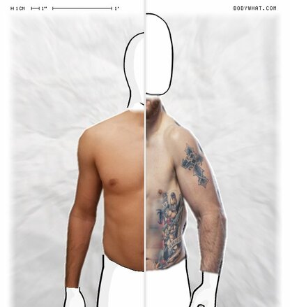 Torso Comparison