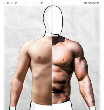 Torso Comparison