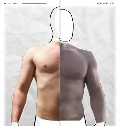 Torso Comparison
