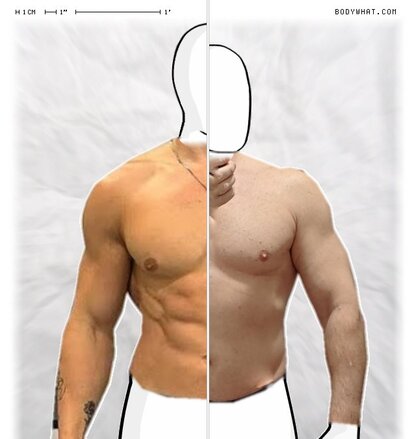 Torso Comparison