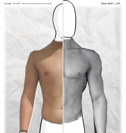 Torso Comparison