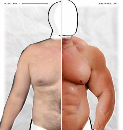 Torso Comparison