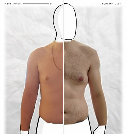 Torso Comparison
