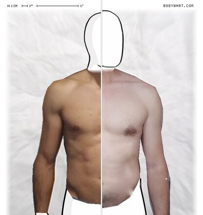 Torso Comparison