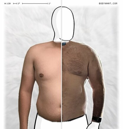 Torso Comparison