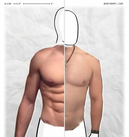 Torso Comparison