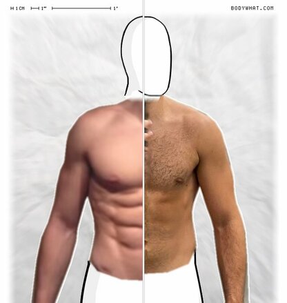 Torso Comparison