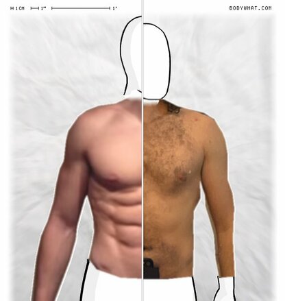 Torso Comparison